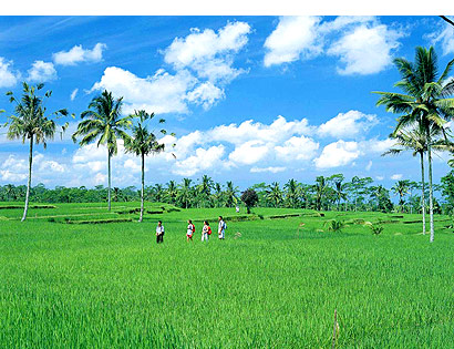The Bali Times cover, Bali ricefields