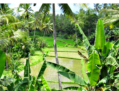 The Bali Times cover, Ubud