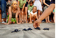 turtles.jpg