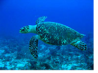 hawksbill turtle
