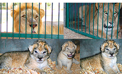 Bali Zoo