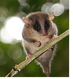 Conservation International (CI)