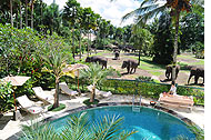 elephants.jpg