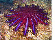 starfish.jpg