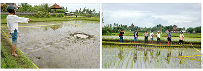 The Bali Times