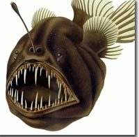 Humpback Anglerfish
