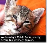 kitty-rabu1.jpg
