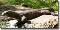 komodo.jpg