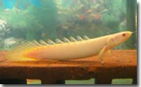 science-senegalus.jpg