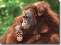 infocus-orangutan.jpg