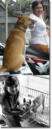 instinct-doggi.jpg