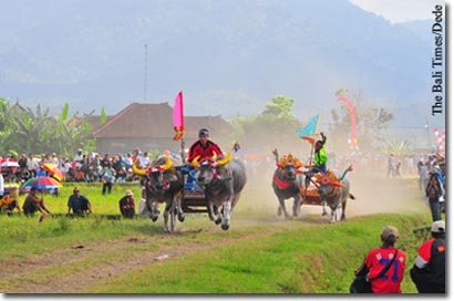 the-bali-times-karapan-sapi.jpg