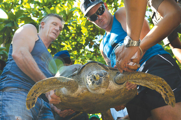 Pelepasan-Penyu-140514