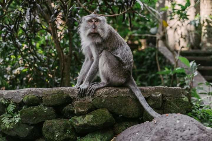 photograph of a macaque monkey near green moss