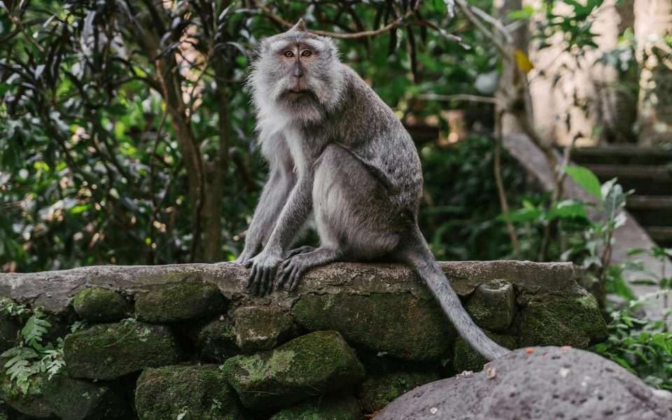 photograph of a macaque monkey near green moss