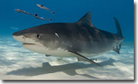 shark