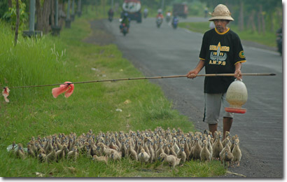 dandy ducks