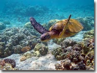 Green Turtle