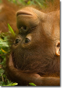Kalimantan Orang Utan