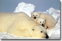 Polar Tropper